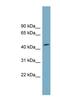 Family With Sequence Similarity 53 Member C antibody, NBP1-55381, Novus Biologicals, Western Blot image 
