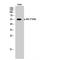 Akt antibody, LS-C380620, Lifespan Biosciences, Western Blot image 