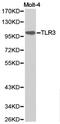 Toll Like Receptor 3 antibody, LS-C192918, Lifespan Biosciences, Western Blot image 