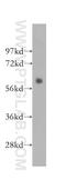 Mst1/Mst2 antibody, 12097-1-AP, Proteintech Group, Western Blot image 