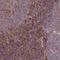 Cytochrome B-245 Chaperone 1 antibody, NBP2-14553, Novus Biologicals, Immunohistochemistry paraffin image 