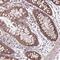 Centrosomal Protein 290 antibody, PA5-60550, Invitrogen Antibodies, Immunohistochemistry frozen image 