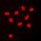 Sp3 Transcription Factor antibody, orb224179, Biorbyt, Immunocytochemistry image 