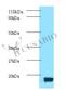 Thioredoxin antibody, LS-C370831, Lifespan Biosciences, Western Blot image 