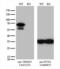 Tripartite Motif Containing 29 antibody, LS-C796323, Lifespan Biosciences, Western Blot image 
