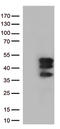 Vestigial Like Family Member 3 antibody, LS-C800029, Lifespan Biosciences, Western Blot image 