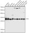 Triosephosphate Isomerase 1 antibody, 16-206, ProSci, Western Blot image 