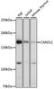 Caspase Recruitment Domain Family Member 11 antibody, GTX55548, GeneTex, Western Blot image 