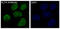 Kruppel Like Factor 4 antibody, M00120, Boster Biological Technology, Immunofluorescence image 