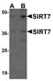 Sirtuin 7 antibody, PA5-20968, Invitrogen Antibodies, Western Blot image 
