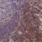 Bridging Integrator 2 antibody, NBP2-48691, Novus Biologicals, Immunohistochemistry paraffin image 