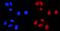 CCAAT Enhancer Binding Protein Beta antibody, PB9171, Boster Biological Technology, Immunofluorescence image 