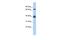 GATA Binding Protein 6 antibody, PA5-40438, Invitrogen Antibodies, Western Blot image 