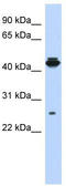 PDLIM1 Interacting Kinase 1 Like antibody, TA337867, Origene, Western Blot image 