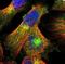 LPS Responsive Beige-Like Anchor Protein antibody, NBP1-90764, Novus Biologicals, Immunofluorescence image 