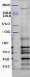 WD Repeat And FYVE Domain Containing 3 antibody, MBS423300, MyBioSource, Western Blot image 