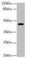 Ret Finger Protein Like 2 antibody, LS-C682137, Lifespan Biosciences, Western Blot image 