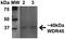 WD Repeat Domain 45 antibody, orb384124, Biorbyt, Western Blot image 
