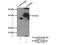 Endonuclease G antibody, 22148-1-AP, Proteintech Group, Immunoprecipitation image 
