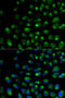 Interferon Alpha And Beta Receptor Subunit 2 antibody, 18-046, ProSci, Immunofluorescence image 