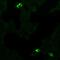 G Protein-Coupled Receptor 68 antibody, 720359, Invitrogen Antibodies, Immunocytochemistry image 