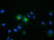 Follicle Stimulating Hormone Subunit Beta antibody, LS-C115533, Lifespan Biosciences, Immunofluorescence image 