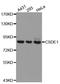 Cold Shock Domain Containing E1 antibody, orb373315, Biorbyt, Western Blot image 