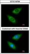 Arginyl-TRNA Synthetase antibody, GTX114704, GeneTex, Immunocytochemistry image 