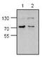 Calpain 1 antibody, PA1-26476, Invitrogen Antibodies, Western Blot image 