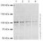 Insulin Degrading Enzyme antibody, ab32216, Abcam, Western Blot image 