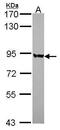 Polyribonucleotide Nucleotidyltransferase 1 antibody, PA5-22396, Invitrogen Antibodies, Western Blot image 