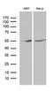 Kruppel Like Factor 5 antibody, LS-C796146, Lifespan Biosciences, Western Blot image 