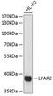 Lysophosphatidic acid receptor 2 antibody, 15-746, ProSci, Western Blot image 