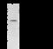 Hydroxyacid Oxidase 1 antibody, 12076-T56, Sino Biological, Western Blot image 