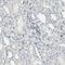 Inositol Hexakisphosphate Kinase 2 antibody, NBP1-89635, Novus Biologicals, Immunohistochemistry paraffin image 