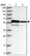 Zinc Finger Protein 622 antibody, NBP1-81183, Novus Biologicals, Western Blot image 