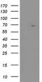 Zinc Finger Protein 286A antibody, NBP2-46432, Novus Biologicals, Western Blot image 