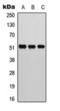 Activating Transcription Factor 2 antibody, orb393215, Biorbyt, Western Blot image 
