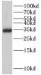 Phosphotriesterase Related antibody, FNab06913, FineTest, Western Blot image 