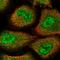 Zinc Finger Protein 500 antibody, HPA057963, Atlas Antibodies, Immunofluorescence image 