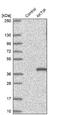 AKT Interacting Protein antibody, NBP2-14278, Novus Biologicals, Western Blot image 