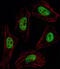 Paired Like Homeodomain 2 antibody, MBS9208606, MyBioSource, Immunofluorescence image 