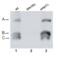 Blm10 antibody, BML-PW0570-0025, Enzo Life Sciences, Western Blot image 