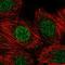 ZMYND4 antibody, HPA059931, Atlas Antibodies, Immunofluorescence image 