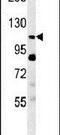 Semaphorin 5A antibody, PA5-26066, Invitrogen Antibodies, Western Blot image 