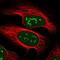 Vestigial Like Family Member 4 antibody, PA5-58303, Invitrogen Antibodies, Immunofluorescence image 