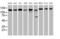 Ubiquitin Specific Peptidase 10 antibody, MA5-25766, Invitrogen Antibodies, Western Blot image 