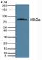 Protein S antibody, LS-C304145, Lifespan Biosciences, Western Blot image 