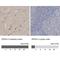 Gephyrin antibody, NBP1-87876, Novus Biologicals, Immunohistochemistry paraffin image 