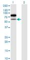 TRNA Methyltransferase 2 Homolog A antibody, H00027037-M02, Novus Biologicals, Western Blot image 